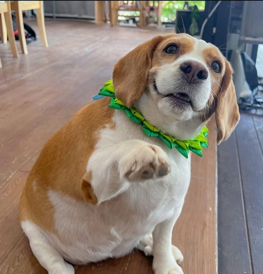 Accesorios para mascota
